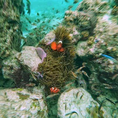 Two clownfish swimming around Malaysian coral